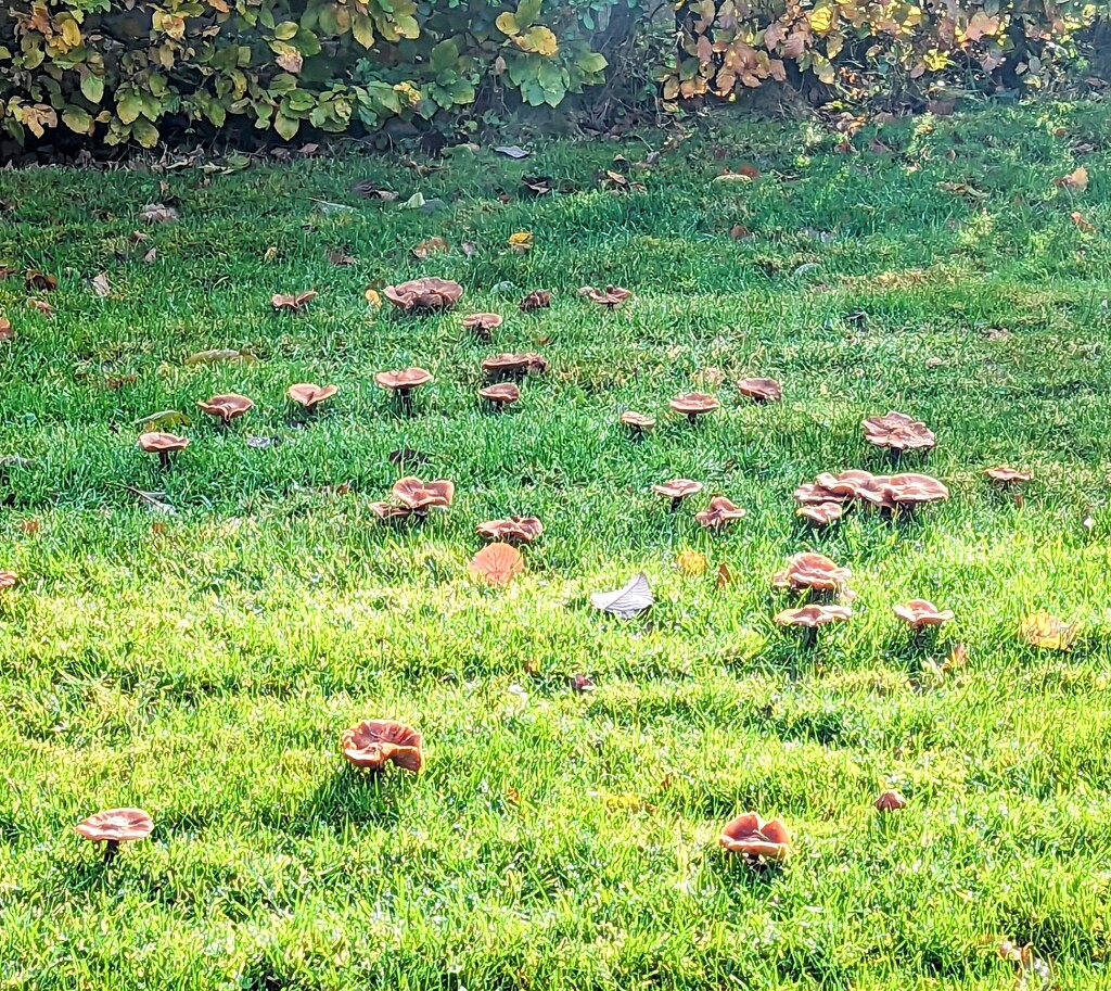 Hmmm mushroom visitors  by sarah19