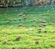 5th Nov 2023 - Hmmm mushroom visitors 