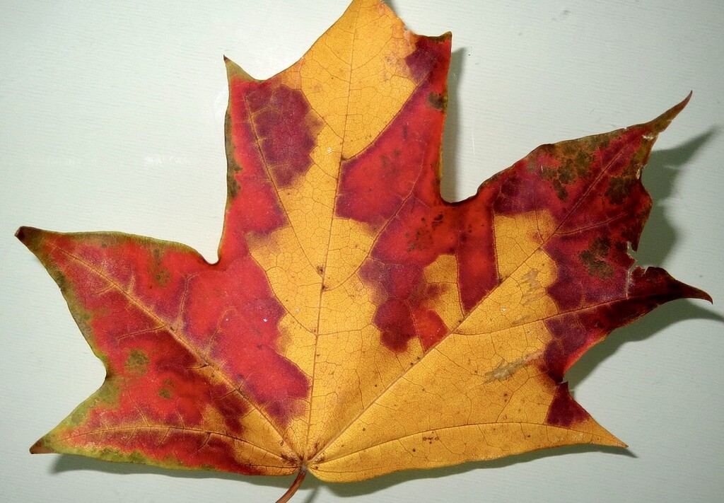 Leaf  by philm666