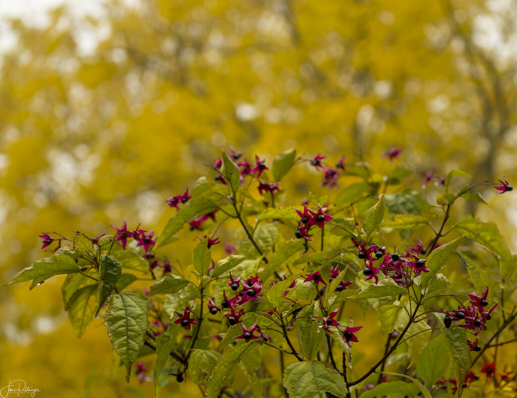 Clerodendron and Butternut by jgpittenger