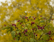 5th Nov 2023 - Clerodendron and Butternut