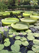 18th Oct 2023 - Lily pads