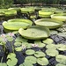 Lily pads by philm666