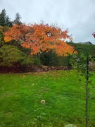 5th Nov 2023 - Bright Colours on a Dull Day