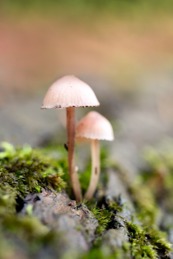 Bokeh #10/30 - Mushrooms by i_am_a_photographer