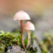 Bokeh #10/30 - Mushrooms by i_am_a_photographer