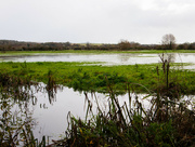3rd Nov 2023 - Mill Road Water meadows, Arundel