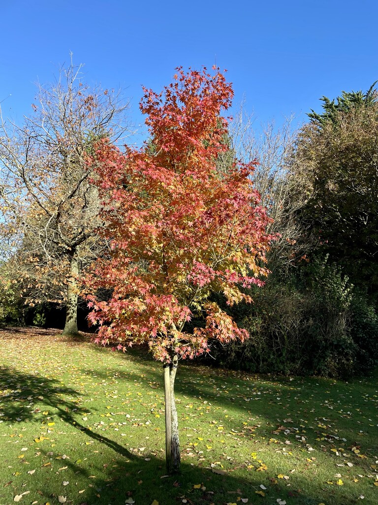 Autumn colours by irenasevsek