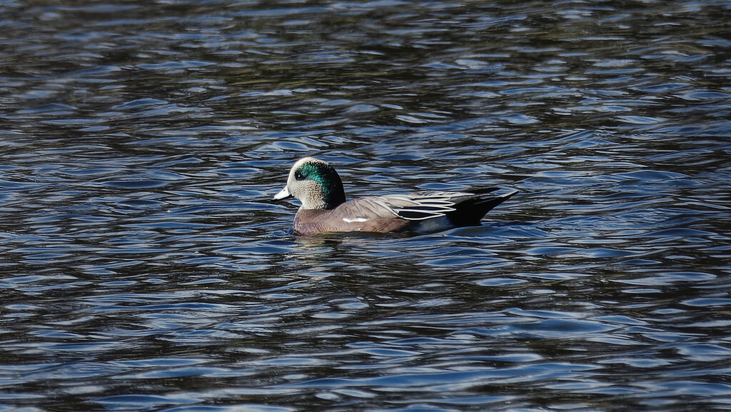 American wigeon by rminer