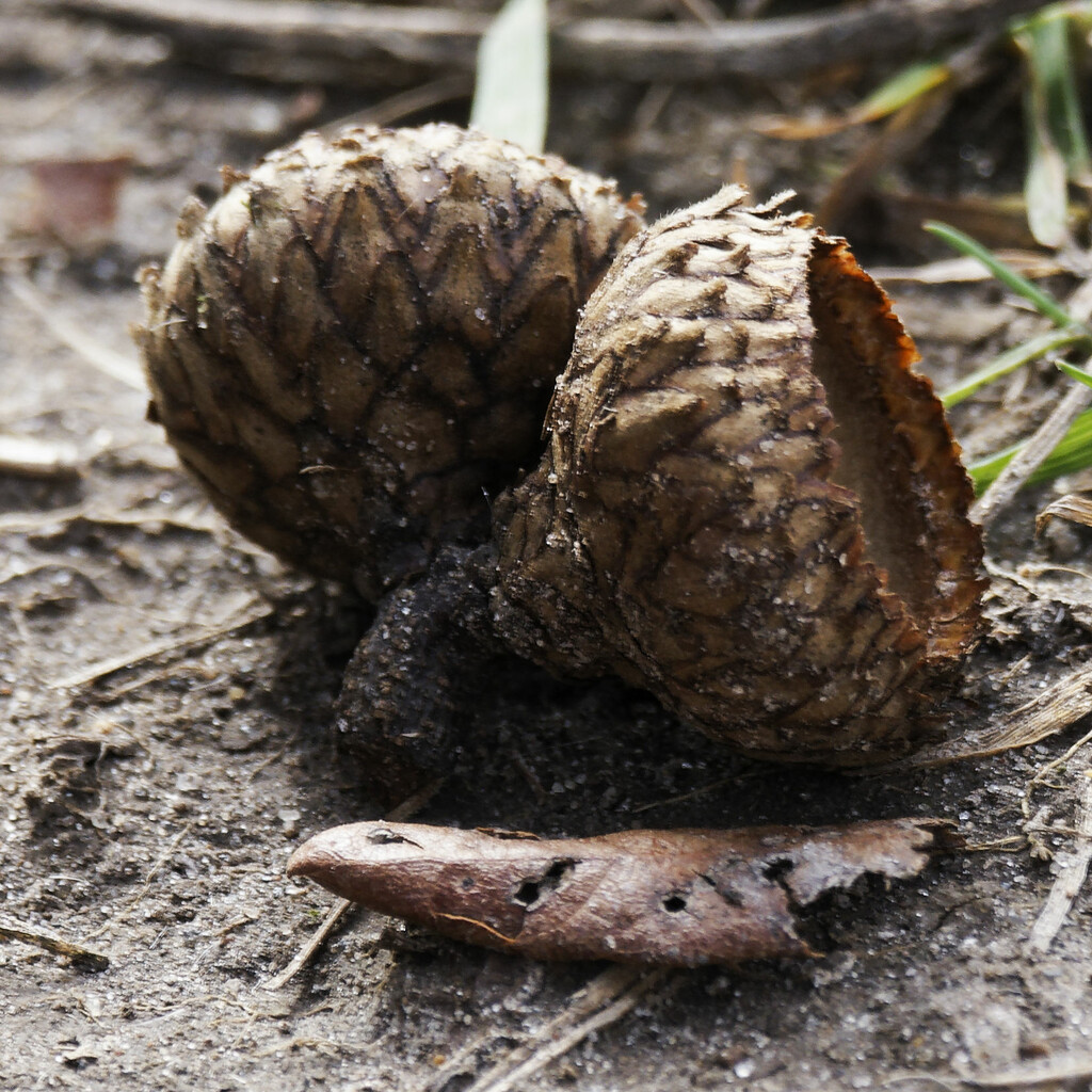 acorn shells by rminer