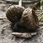5th Nov 2023 - acorn shells