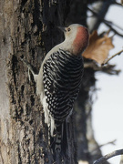 5th Nov 2023 - red-bellied woodpecker 