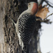 red-bellied woodpecker 