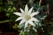 6th Nov 2023 - Flannel flower