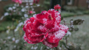 5th Nov 2023 - Snow on a Rose