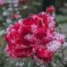 Snow on a Rose by pej76