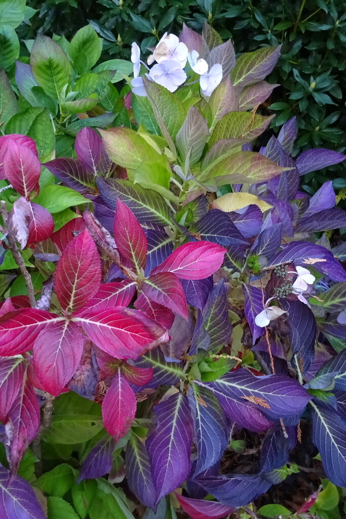 purple leaves!! by anniesue