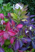 5th Nov 2023 - purple leaves!!