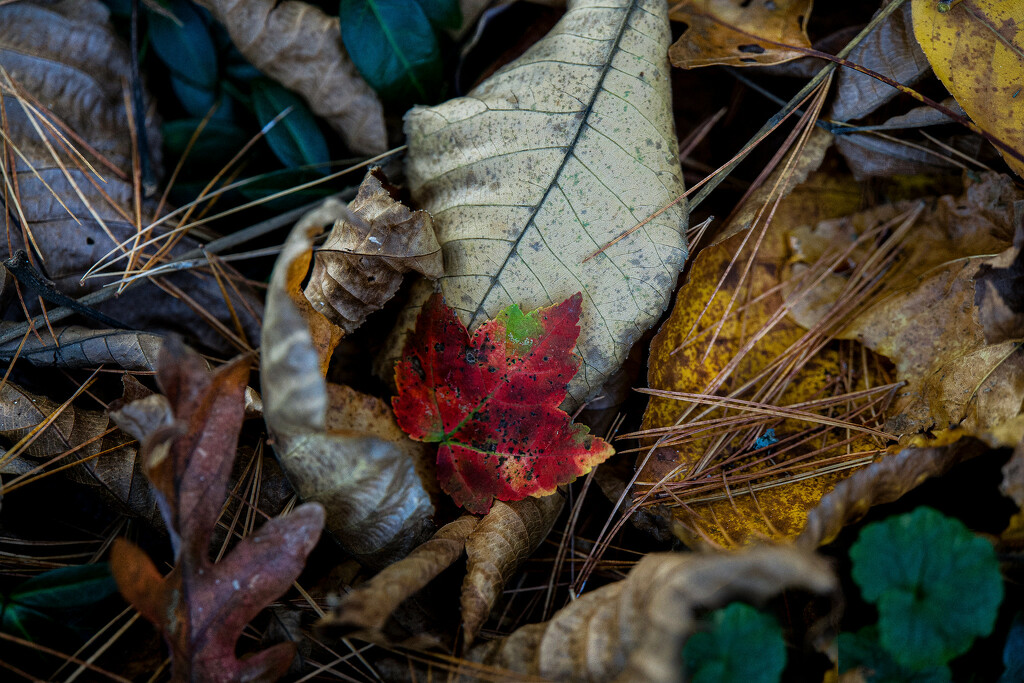 Maple in the Middle by berelaxed