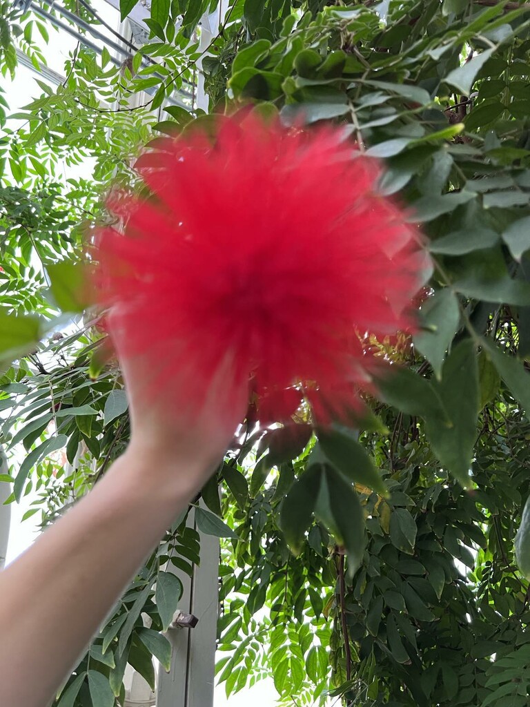 Calliandra Haematocephala by drumchik