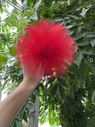 21st Oct 2023 - Calliandra Haematocephala