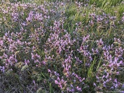 28th Mar 2023 - Flourishing spring weed 