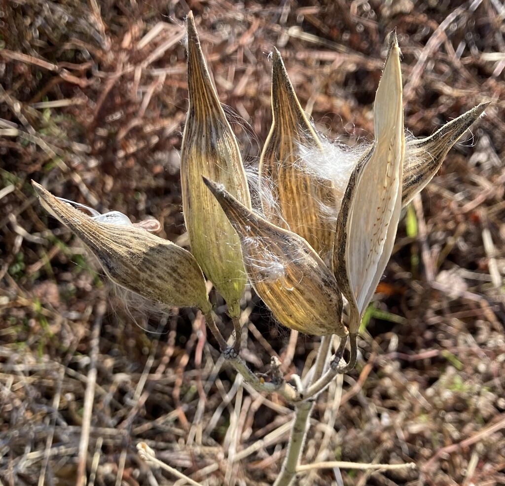 milkweed pods by wiesnerbeth