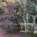 Camellias and Spanish moss by congaree