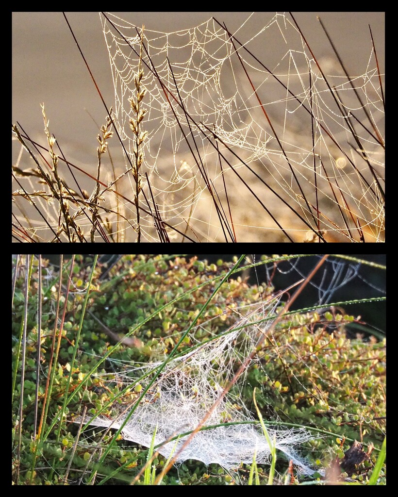 Spiders webs looked lovely in morning sun , they covered all the lows growing bushes by Dawn