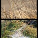 Spiders webs looked lovely in morning sun , they covered all the lows growing bushes by Dawn