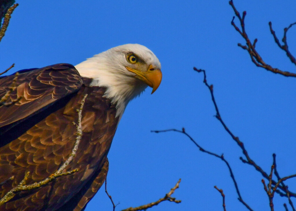 Close Encounter with a Bald Eagle by kareenking