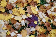5th Nov 2023 - Autumn Leaves