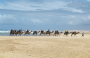 6th Nov 2023 - Birubi Camels 