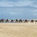 Birubi Camels  by onewing