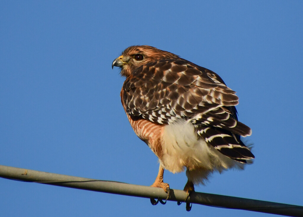 Red-Shouldered Hawk by kareenking
