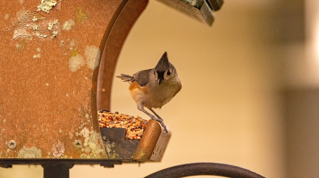 Tufted Titmouse Getting the Seed!! by rickster549