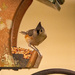 Tufted Titmouse Getting the Seed!! by rickster549