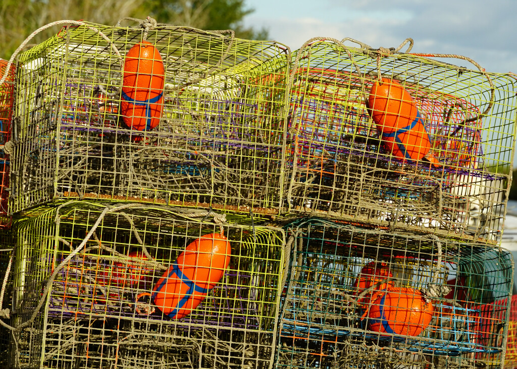 Crab traps by eudora