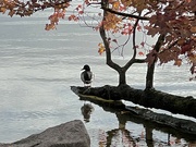 5th Nov 2023 - Solitary duck