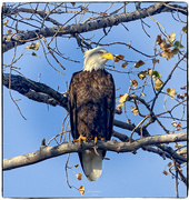 5th Nov 2023 - One Bald Eagle Sittin in a Tree