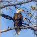One Bald Eagle Sittin in a Tree by bluemoon