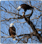 5th Nov 2023 - Two Bald Eagles Sittin in a Tree