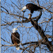 Two Bald Eagles Sittin in a Tree by bluemoon