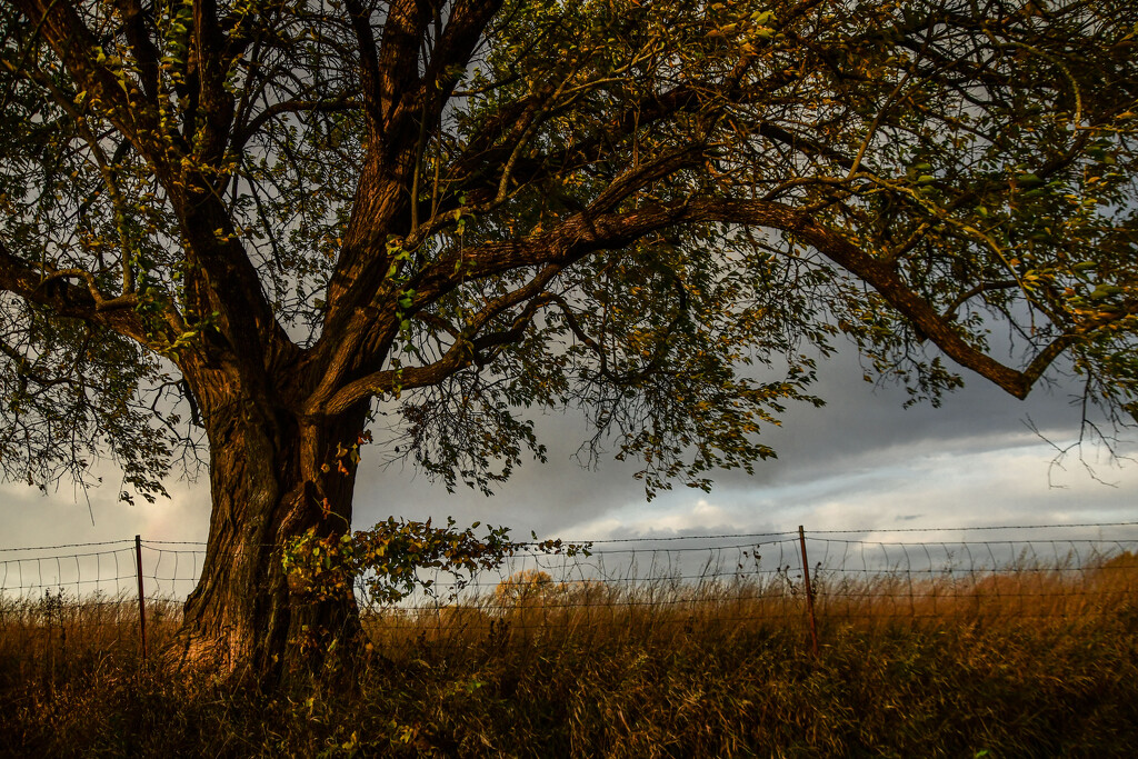 Tree at Golden Hour by kareenking