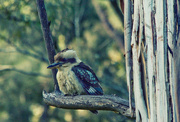 23rd Oct 2023 - Bird 23 - Kookaburra