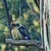 Bird 23 - Kookaburra by annied