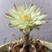 Cactus by narayani