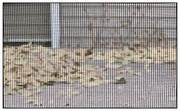 5th Nov 2023 - Leaves pile up on the flat roof.