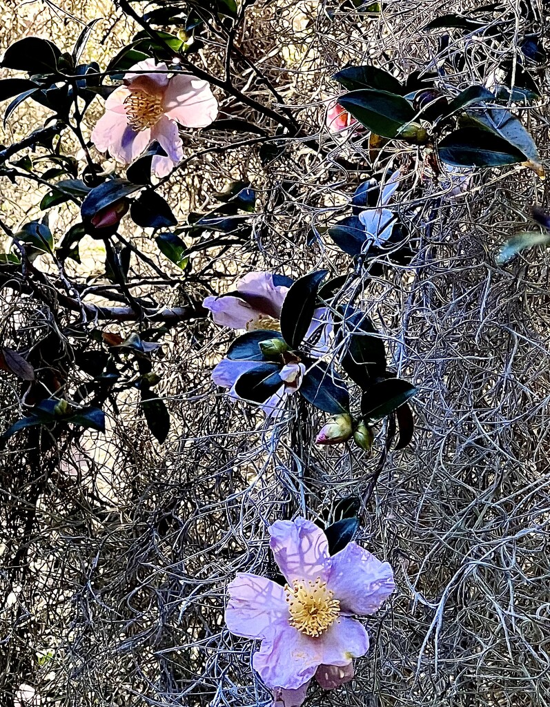 Sasanqua camellias and Spanish moss by congaree