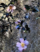 6th Nov 2023 - Sasanqua camellias and Spanish moss